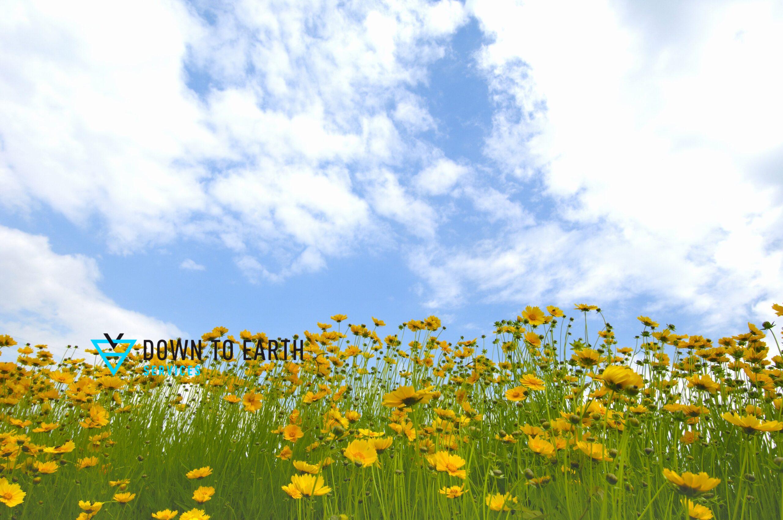 Kansas Native Flowers